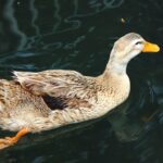 Straż Miejska ratuje kierowców z rozładowanymi akumulatorami 🚗