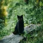 Limit prędkości dla pieszych na Słowacji. To nie żart! 🤯