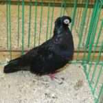 Szczecin zaświeci się na czerwono: ważny sygnał dla najmłodszych ❤️