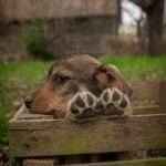 Mapy Google z Gemini to teraz twój osobisty pilot 🚗