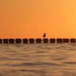 Ten sztuczny liść tworzy paliwo ze słońca i powietrza ☀️