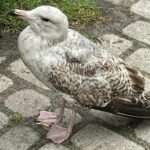 Motomikołaje ruszają z głośną odsieczą dla małego Antosia 🎅