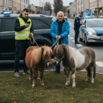 Kleszcze wcale nie śpią zimą i wciąż są groźne dla naszych pupili 🐾