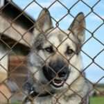 Zamawiasz węgiel lub pellet w sieci, więc miej się na baczności ⚠️