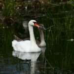 Dramatyczne chwile na drodze w gminie Będzino 🚗