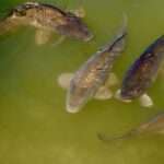 Młodzi naukowcy z regionu rozbili bank i pokazali technologie przyszłości 🧠