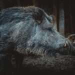 Policyjny dron namierzył kierowców urządzających sobie wyścigi słoni 🐘