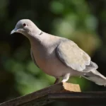 Kołobrzeg pyta pasażerów jak ulepszyć jazdę autobusami 🚌