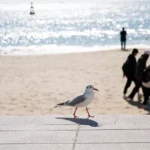 Świnoujście w Twoim telefonie – rusza cyfrowa Karta Wyspiarza! 📱