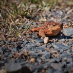 Wybierz SuperDzielnicowego i zgarnij kasę! 💰