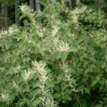 Kierunek: Włochy! Świnoujście szuka młodych mistrzów historii 🇮🇹