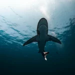 Ktoś bawi się z ogniem w Kliniskach – wyznaczono nagrodę! 🌲