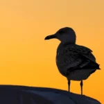 Szczecin ogłasza start sezonu kąpielowego! 🏖️