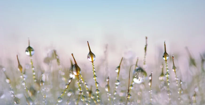 grass