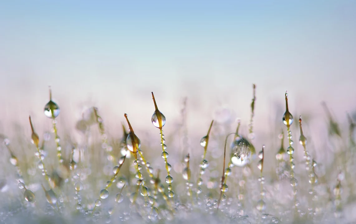 grass