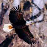 Kolejowy tasiemiec w Koszalinie: Podejście numer dwa, czyli wielkie szukanie nowej miłości 🚂