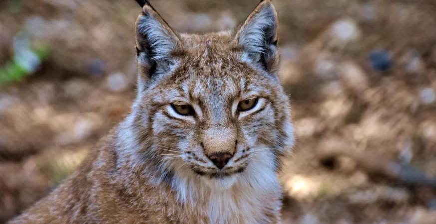 lynx