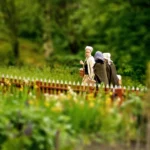 Świnoujskie pomniki przyrody idą do fryzjera na wielkie i zasłużone spa! 🌳