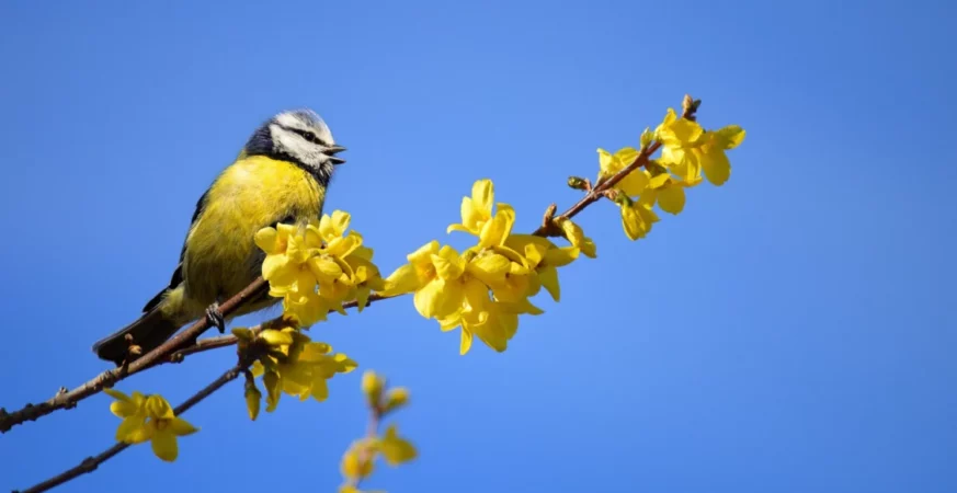 forsycja